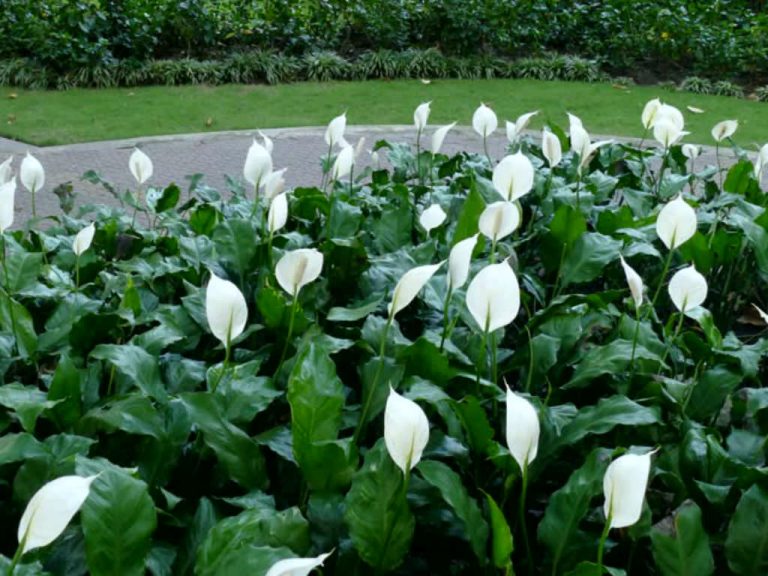 Spathiphyllum-wallisii-Peace-Lily4