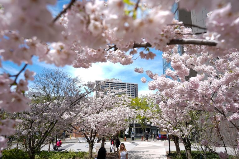 AA-20250501-37807699-37807691-TSUTOT_NA_JAPONSKITE_TSRESHI_VO_TORONTO_POSEBNA_ATRAKTSIJA_ZA_ZHITELITE_I_POSETITELITE