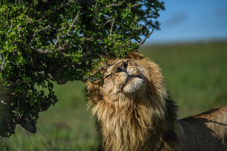 AA-20250509-37894556-37894525-REZERVATOT_MASAI_MARA_VO_KENIJA_DOM_NA_DESETITSI_VIDOVI_DIVI_ZHIVOTNI