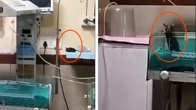 rat-in-nicu-of-indore-hospital-025249126-16x9_0
